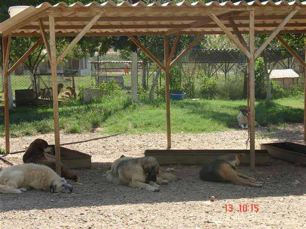 (*) HAYTAP is against gigantic shelters such as Istanbul Kısırkaya !